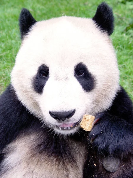 Yang Guang Panda Gigante Leva Cookies China Giant Panda Protection — Fotografia de Stock