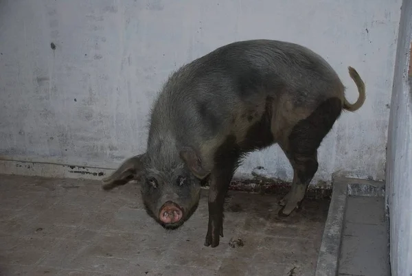 Cerdo Héroe Apodado Zhu Jianqiang Que Sobrevivió Días Escombros Después —  Fotos de Stock