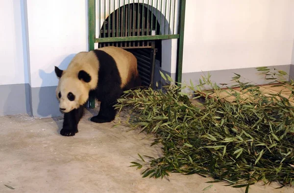 Panda Gigante Entra Nueva Habitación Zoológico Nanjing Hongshan Abril 2008 —  Fotos de Stock