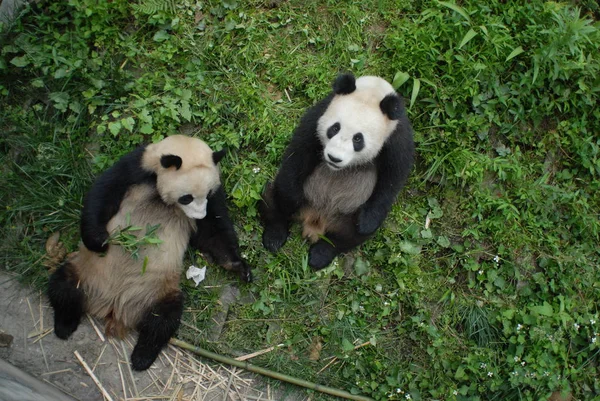 Två Jättepandor Äta Vid Bifeng Gorge Giant Panda Research Centre — Stockfoto