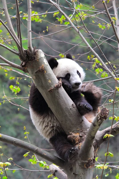 Giant Panda Plays China Panda Protection Research Center Wolong Southwest — Stock Photo, Image