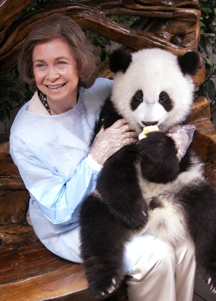 Reina Española Sofía Posa Con Panda Gigante Centro Cría Investigación —  Fotos de Stock