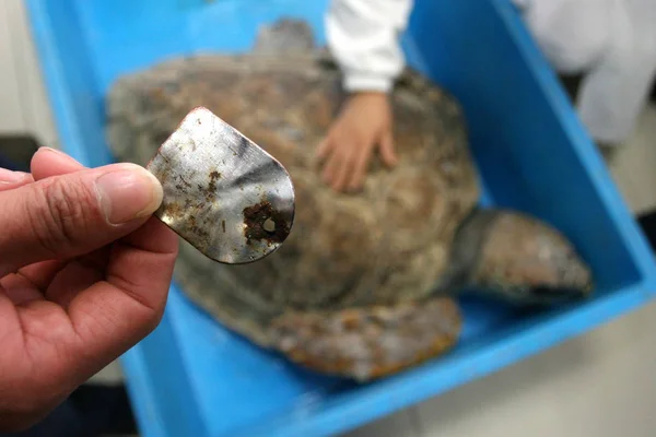 Doctor Shows Piece Metal Removed Sea Turtles Stomach Hospital Hangzhou — Stock Photo, Image
