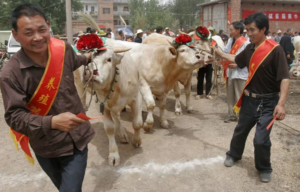 Čínští Vesničané Vytahují Hovězí Cattly Které Získaly Ceny Během Soutěže — Stock fotografie