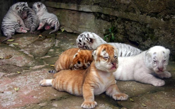 Cachorros Tigre Recién Nacidos Chongqing Wild Animal World Chongqing Agosto —  Fotos de Stock