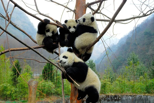 Jättepandor Njuter Slutet Vintern Spela Ett Träd Wòlóng Giant Panda — Stockfoto