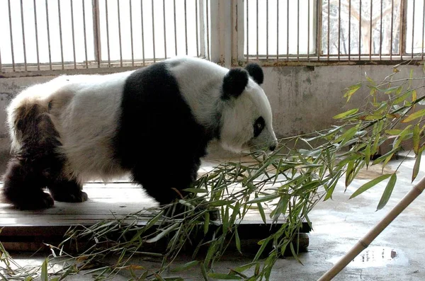 Chinas Panda Gigante Mais Antiga Tao Tao Come Bambu Seu — Fotografia de Stock
