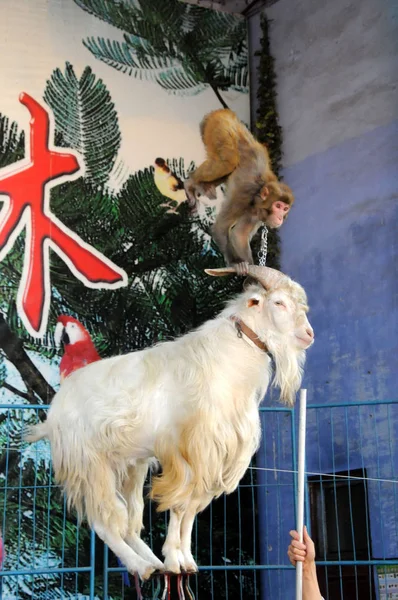 Monkey Does Handstand Goats Horns Show Zoo Harbin Northeast Chinas — Stock Photo, Image