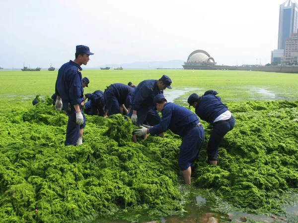 Kinesiska Arbetare Försöker Bort Tång Blommar Längs Kusten Qingdao East — Stockfoto