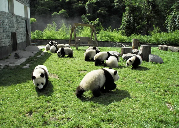 Riesenpandas Spielen Forschungszentrum Des Großen Pandas Sichuan Südwest China August — Stockfoto