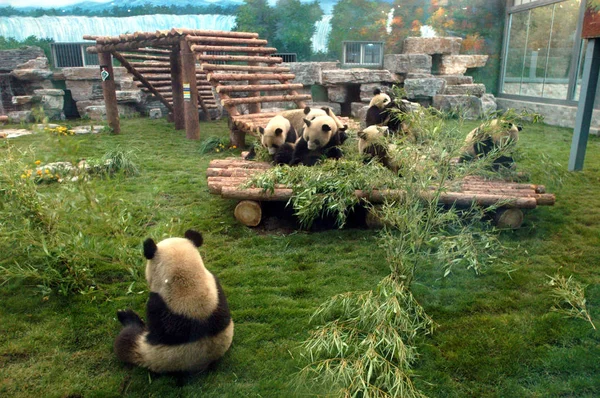 Pandy Które Zostaną Przesunięte Chin Ochrony Centrum Badawcze Dla Pandy — Zdjęcie stockowe