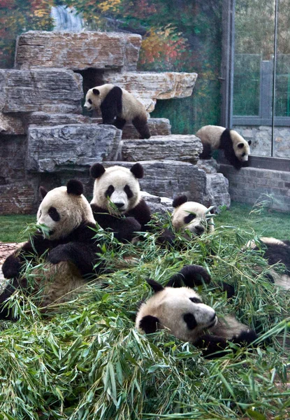 Los Pandas Gigantes Que Son Desplazados Del Centro Conservación Investigación — Foto de Stock