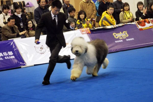 Dueño Perro Chino Muestra Perro Durante Concurso Belleza Del Perro —  Fotos de Stock