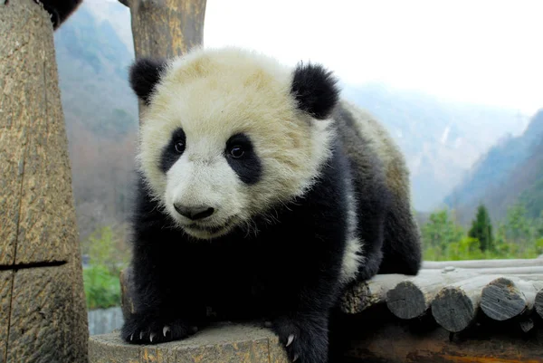 Obří Panda Hraje Wolong Panda Velká Výzkumného Střediska Jihozápadní Provincii — Stock fotografie