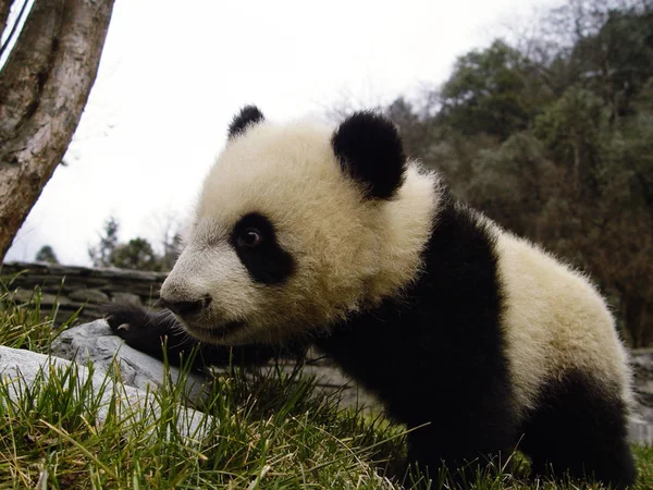 Panda Gigante Bebê Meses Idade Joga Centro Conservação Pesquisa China — Fotografia de Stock