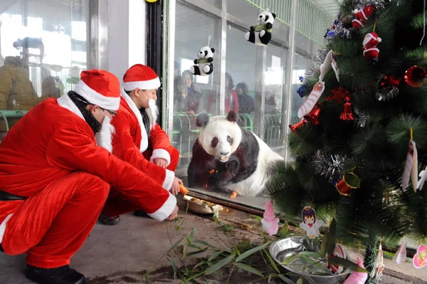 Chinese Zoo Workers Wearing Santa Claus Customes Feed Giant Panda — Stock Photo, Image