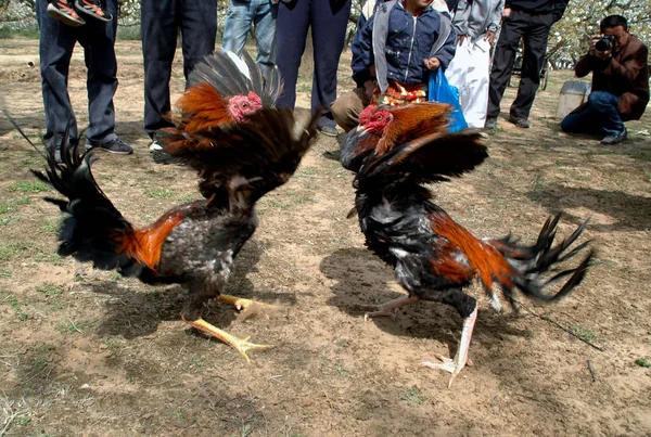 Während Der Eröffnungszeremonie Des Tägigen Birnenblütenfestivals Dangshan Provinz Anhui Ostchina — Stockfoto