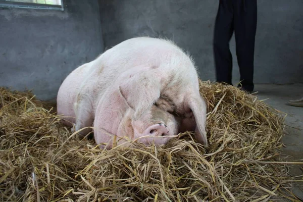 Zhu Wang Ton Heavy Huge Pig Its Sty Wucun Village — Stock Photo, Image