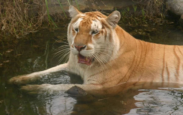 Tigre Dorado Descansa Una Piscina Para Refrescarse Durante Ola Calor —  Fotos de Stock