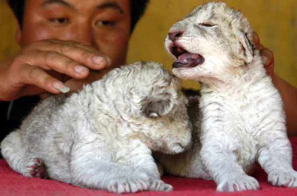 Kinesisk Arbetstagare Deltar Två Fem Nyfödda Lejonungar Bozhou Zoo Bozhou — Stockfoto