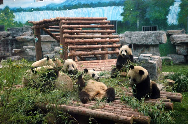 Los Pandas Gigantes Que Son Desplazados Del Centro Conservación Investigación — Foto de Stock