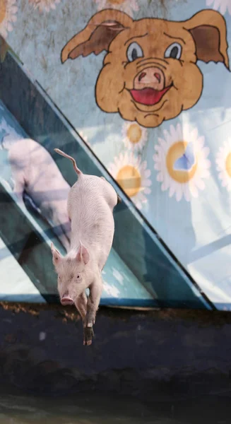 Ein Schwein Taucht Während Eines Schwein Sport Games Shanghai Oktober — Stockfoto