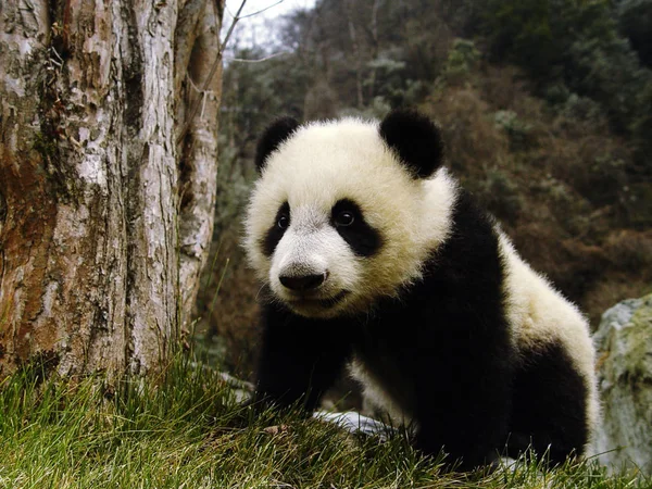 南西部 2005 中国四川省臥龍でパンダの中国保全と研究センターで ヶ月歳の赤ちゃんパンダを再生します — ストック写真