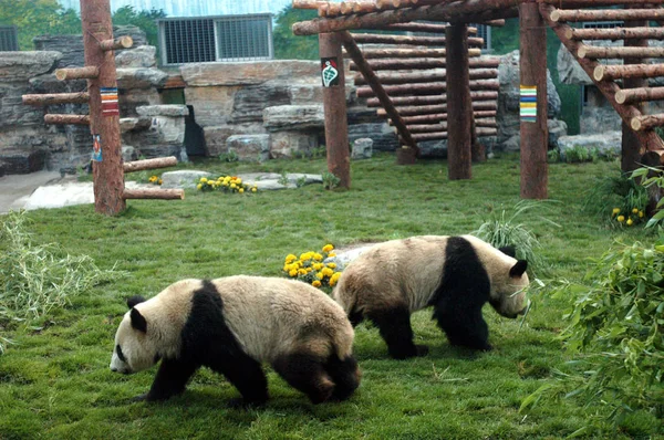 Große Pandas Die Nach Dem Schweren Erdbeben Aus Dem Chinesischen — Stockfoto