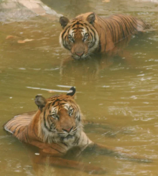 Dos Tigres Bengala Sumergen Una Piscina Para Refrescarse Durante Ola —  Fotos de Stock