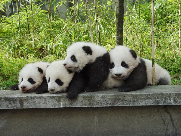 Fünf Baby Riesenpandas Spielen Chinesischen Naturschutz Und Forschungszentrum Für Den — Stockfoto