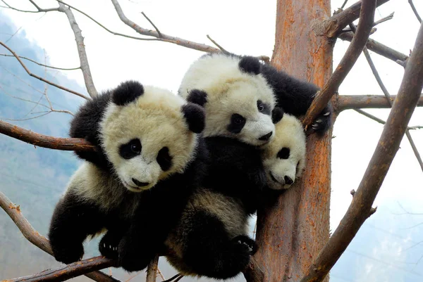 Pandas Gigantes Desfrutando Final Inverno Brincam Uma Árvore Wolong Giant — Fotografia de Stock