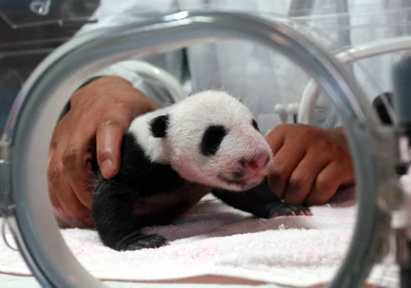 Cachorro Panda Gigante Gemelo Acostado Una Incubadora Centro Investigación Rescate — Foto de Stock