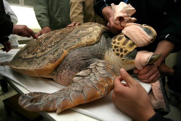 Doctors Open Mouth Sea Turtle Checking Its Stomach Hospital Hangzhou — Stock Photo, Image