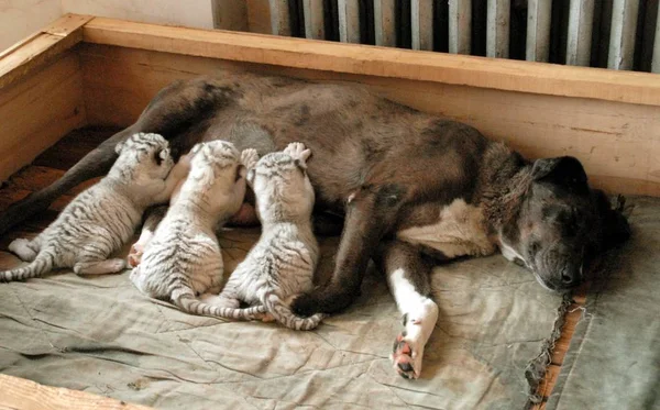 2007年8月13日 中国东北黑龙江省哈尔滨市哈尔滨北林动物园 一只狗用母乳喂养三只老虎幼崽 — 图库照片