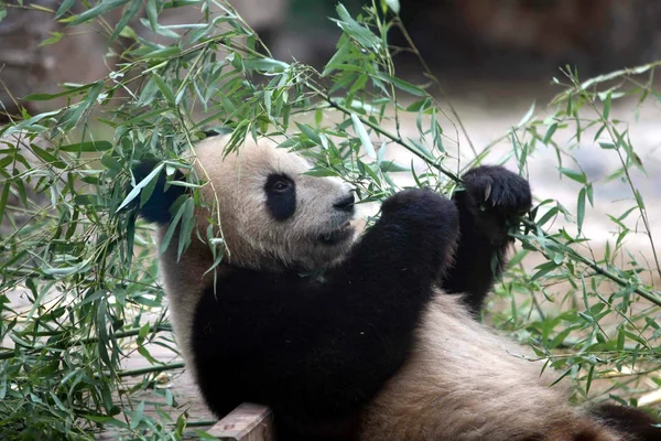 Panda Come Bambu Zoológico Pequim Pequim Julho 2008 — Fotografia de Stock