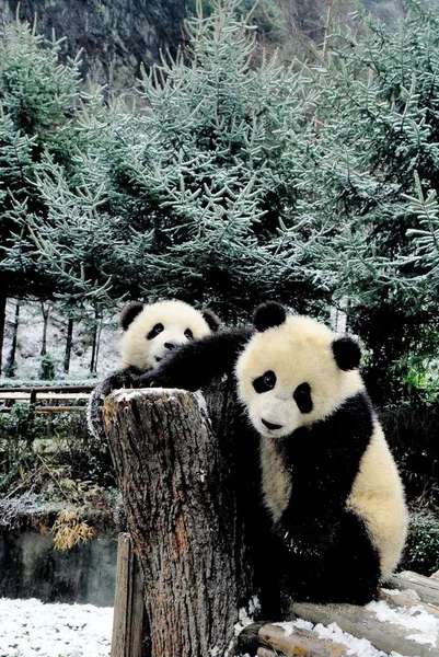 Riesenpandas Spielen Nach Leichtem Schneefall Forschungszentrum Des Großen Pandas Sichuan — Stockfoto