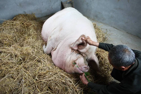 Alimentador Zhu Wang Enorme Cerdo Tonelada Peso Alimenta Cerdo Pocilga —  Fotos de Stock