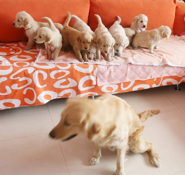 Miesięczne Złote Retriever Cubs Linii Kanapie Jak Ich Matka Stoi — Zdjęcie stockowe