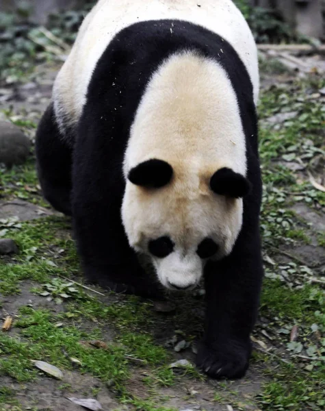 Giant Panda Jest Postrzegana Bazie Yaan Bifengxia China Conservation Research — Zdjęcie stockowe