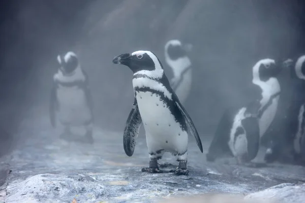 Pinguins Ficar Sombra Desfrutar Spray Água Para Manter Fresco Zoológico — Fotografia de Stock