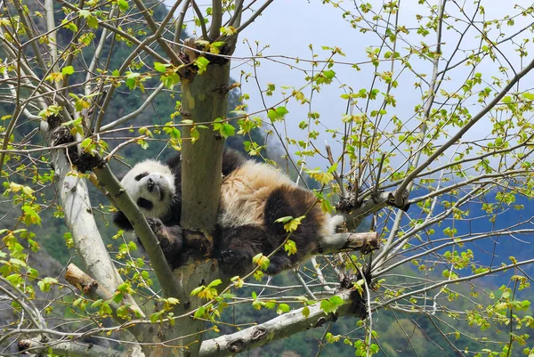 Ein Riesenpanda Spielt Chinesischen Pandaschutz Und Forschungszentrum Wolong Südwestchinas Sichuan — Stockfoto