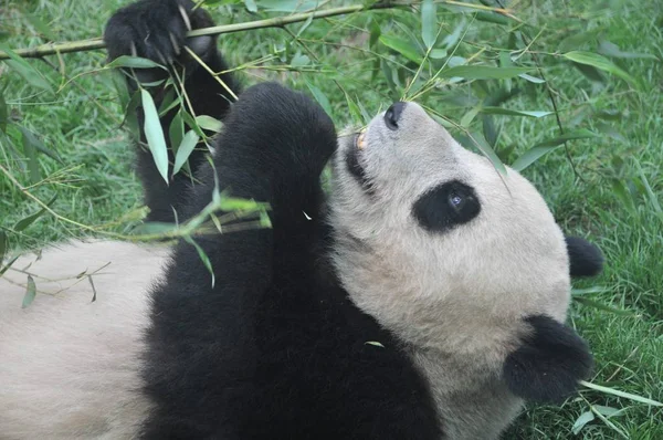 Een Olympische Reuzenpanda Eet Bamboe Een Gerenoveerde Panda Hall Beijing — Stockfoto