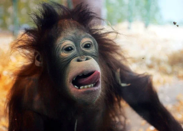 Qing Qing Year Old Orang Utan Shanghai Zoo Shanghai March — Stock Photo, Image