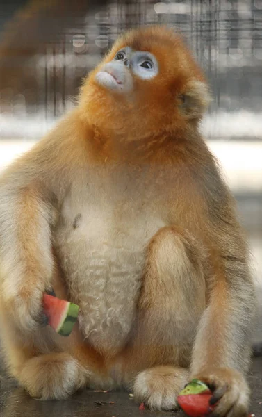 Seekor Monyet Emas Makan Melon Air Untuk Mendinginkan Diri Kebun — Stok Foto