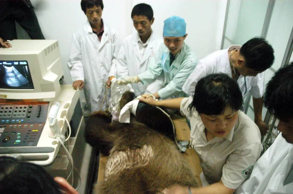 Des Travailleurs Médicaux Chinois Réparent Panda Géant Wolong Pour Contrôle — Photo