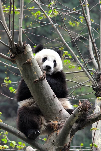 Ein Riesenpanda Spielt Chinesischen Pandaschutz Und Forschungszentrum Wolong Südwestchinas Sichuan — Stockfoto