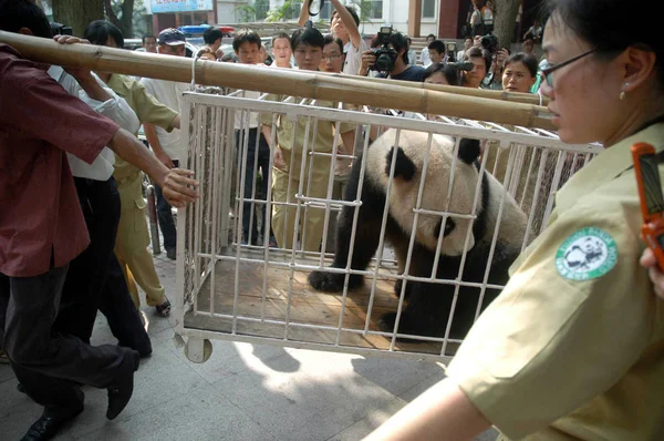 Kínai Munkások Fuzhou Panda World Küldjön Egy Óriás Panda Wolong — Stock Fotó