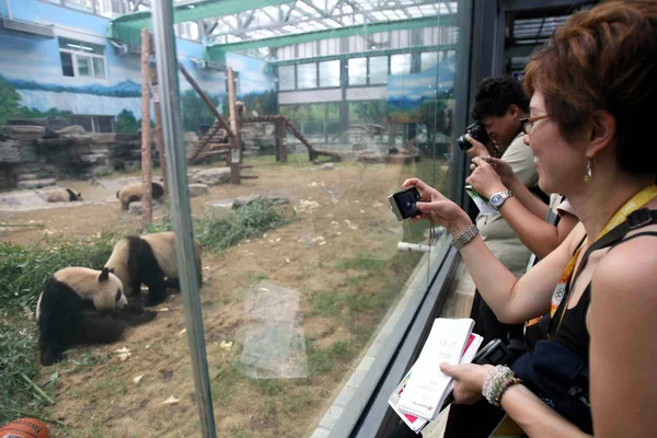 Foreign Journalists Take Pictures Pandas Beijing Zoo Beijing July 2008 — Stock Photo, Image