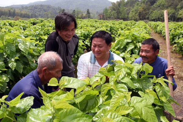 Chinesische Bauern Kontrollieren Maulbeerblätter Auf Einer Maulbeerplantage Tanjiang Dorf Dongxiang — Stockfoto