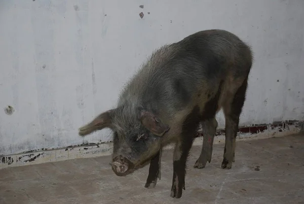 Cerdo Héroe Apodado Zhu Jianqiang Que Sobrevivió Días Escombros Después —  Fotos de Stock